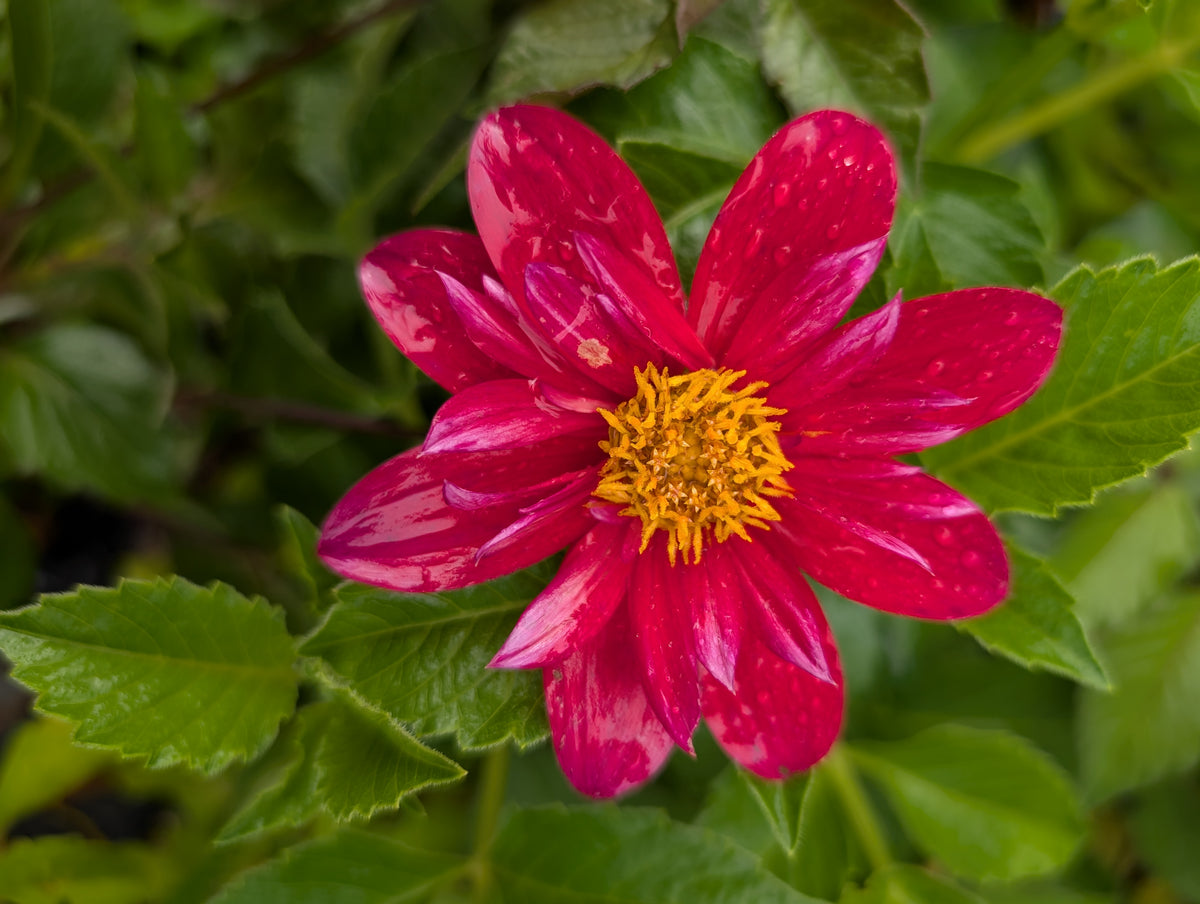 Dahlia variabilis 'Hanabi' - NEW