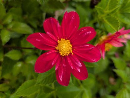 Dahlia variabilis 'Hanabi' - NEW