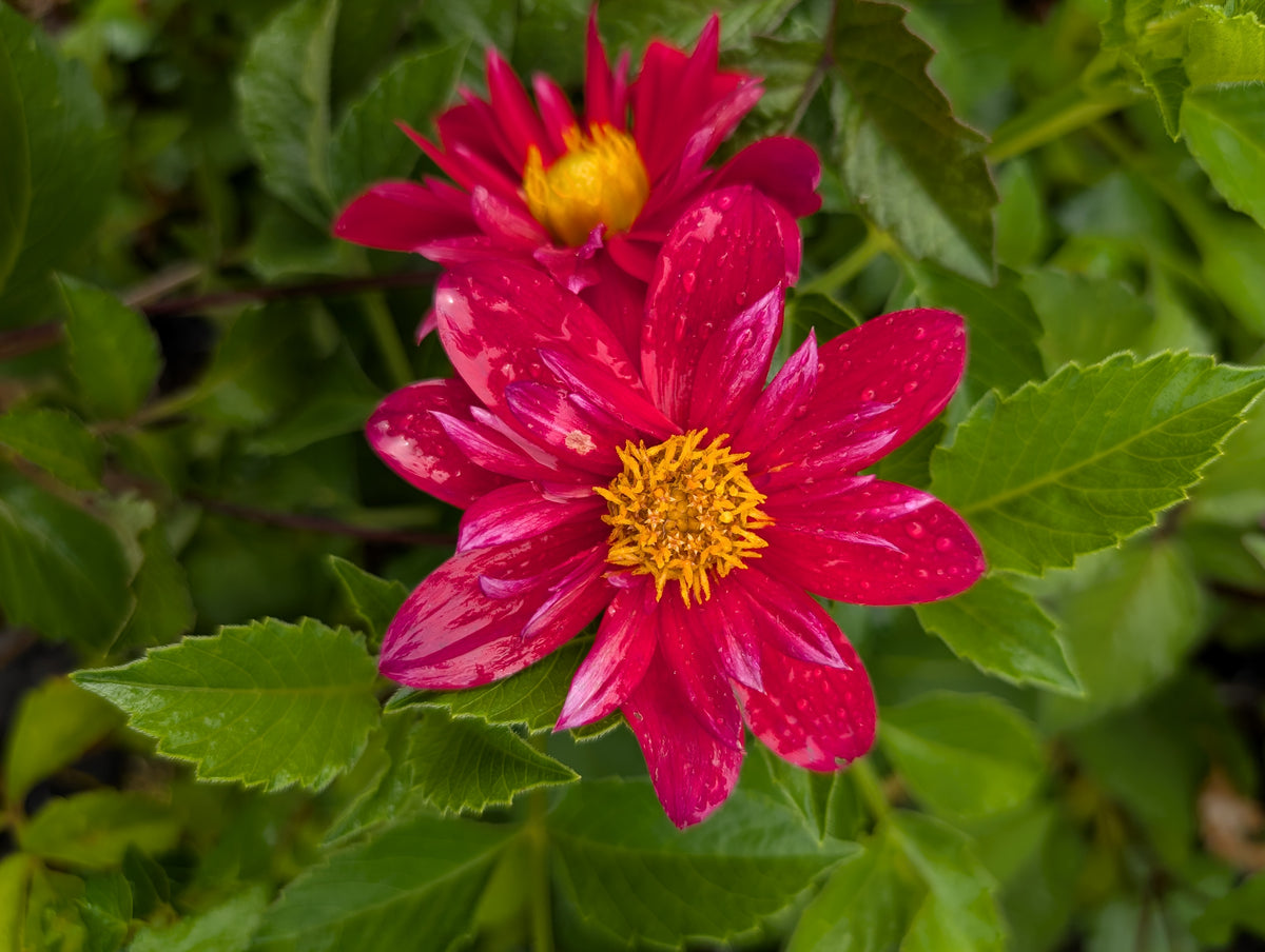 Dahlia variabilis 'Hanabi' - NEW