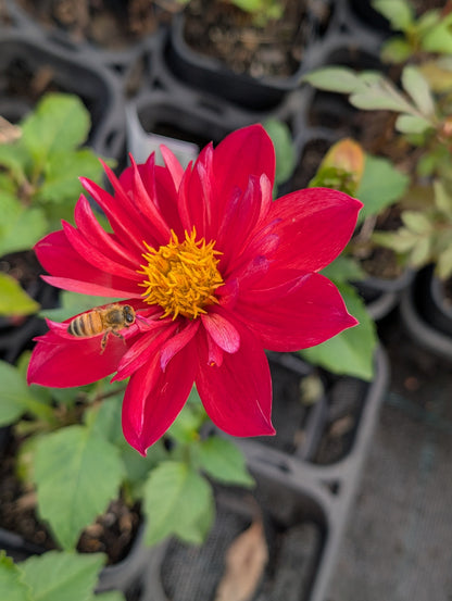 Dahlia variabilis 'Hanabi' - NEW