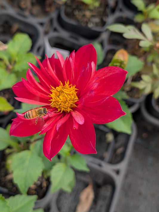 Dahlia variabilis 'Hanabi' - NEW