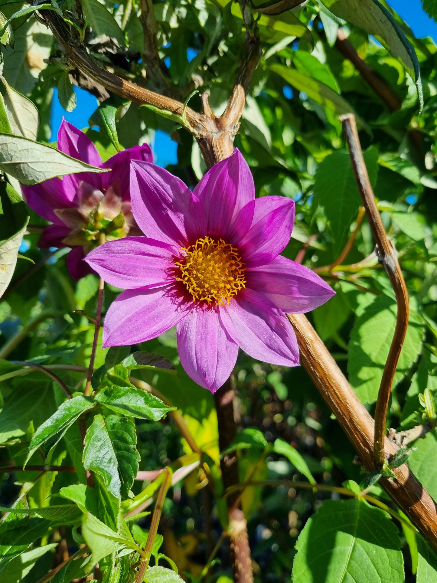 Dahlia imperialis 'Hot Pink'