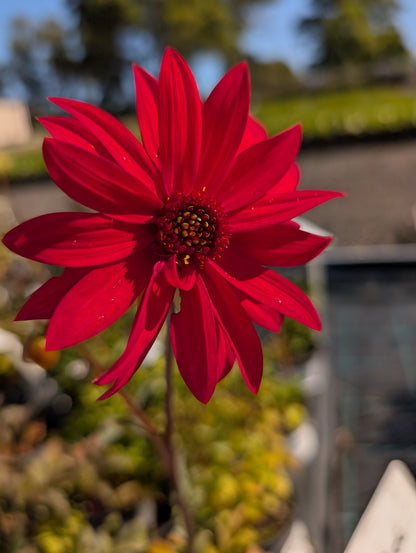 Dahlia variabilis 'Red Octopus' - NEW COMING AUTUMN 2026