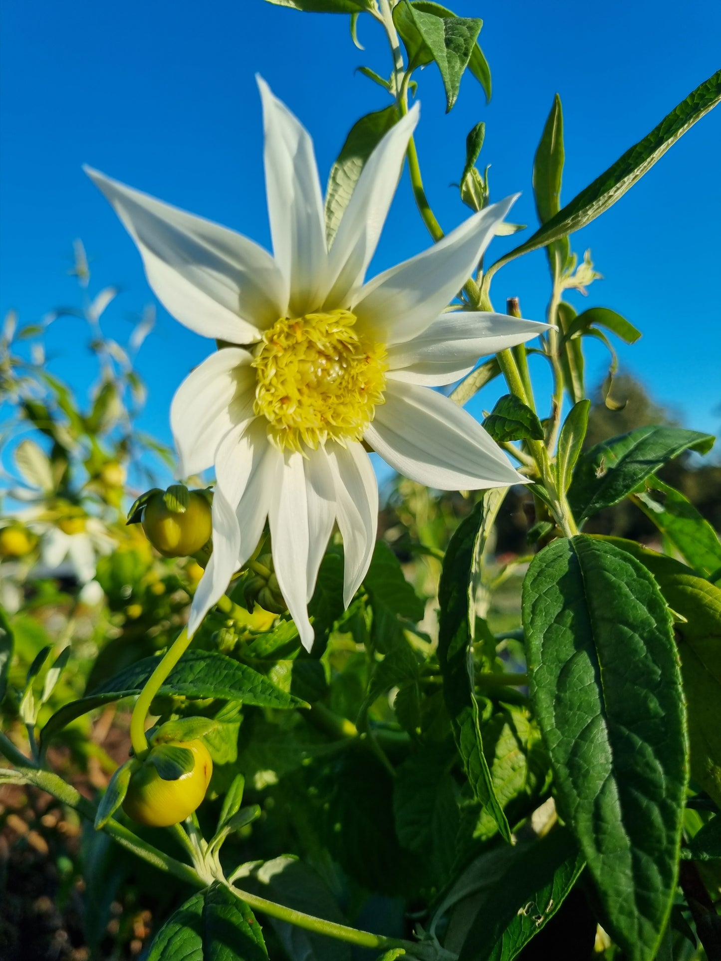 Dahlia imperialis 'Single White'