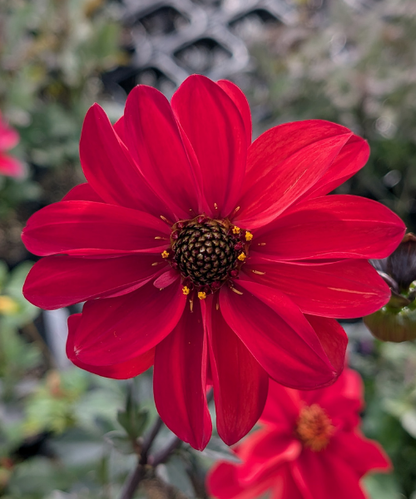 Dahlia variabilis 'Dragon Lady' - NEW