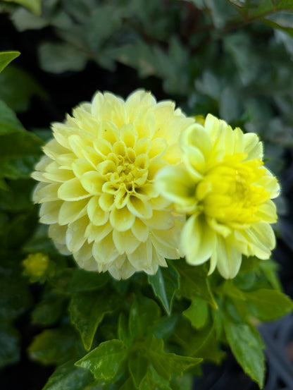 Dahlia variabilis 'Go Getter'