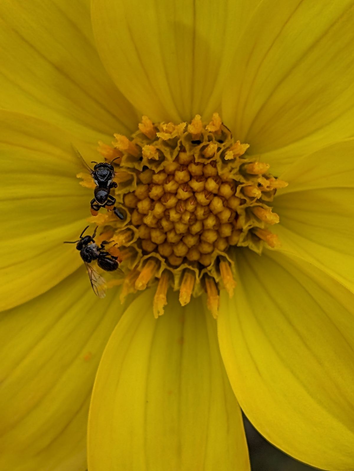 Dahlia variabilis 'Heathers Yellow'