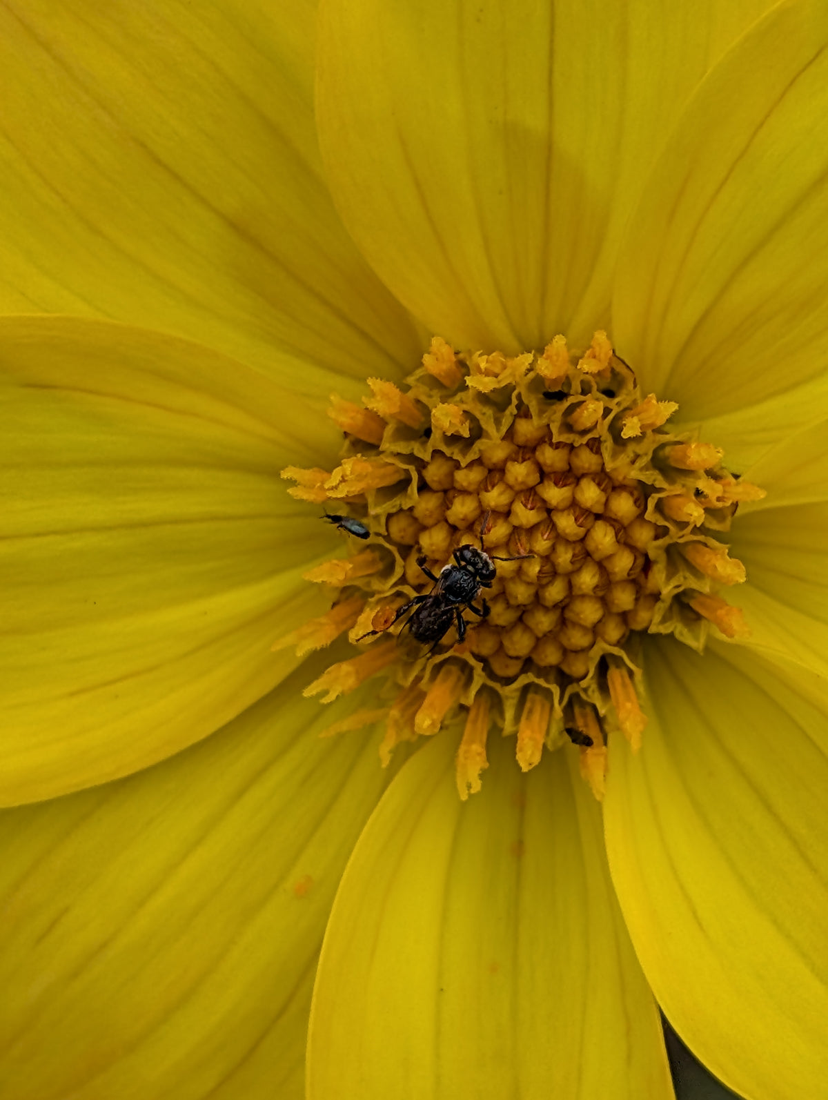 Dahlia variabilis 'Heathers Yellow'