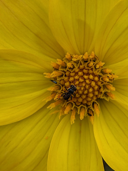 Dahlia variabilis 'Heathers Yellow'