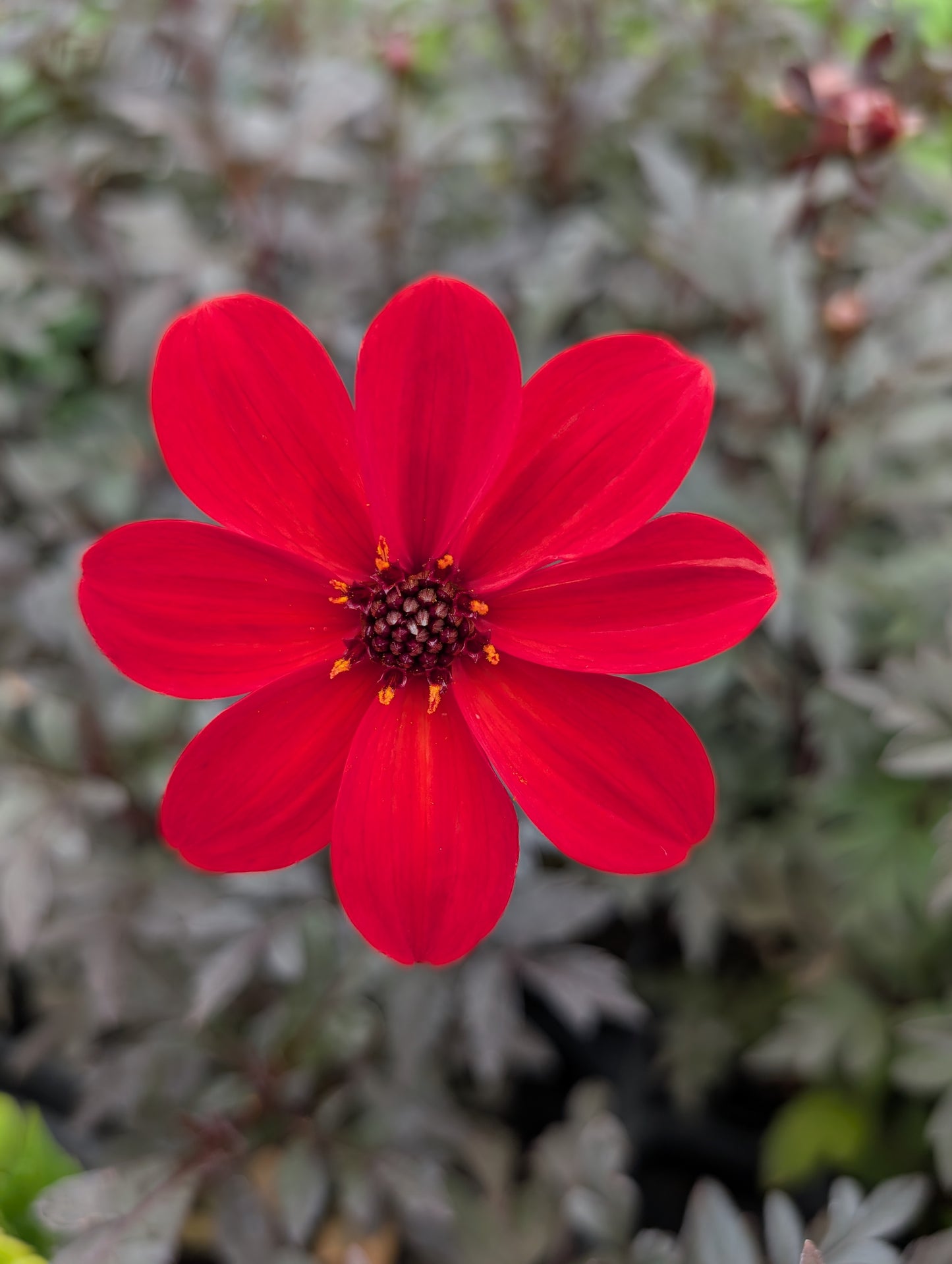 Dahlia variabilis 'Luminosity'