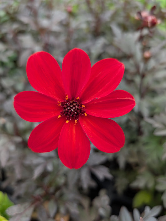 Dahlia variabilis 'Luminosity'