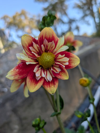 Dahlia variabilis 'Outrageous Gor Blimey' - NEW MORE COMING AUTUMN 2026