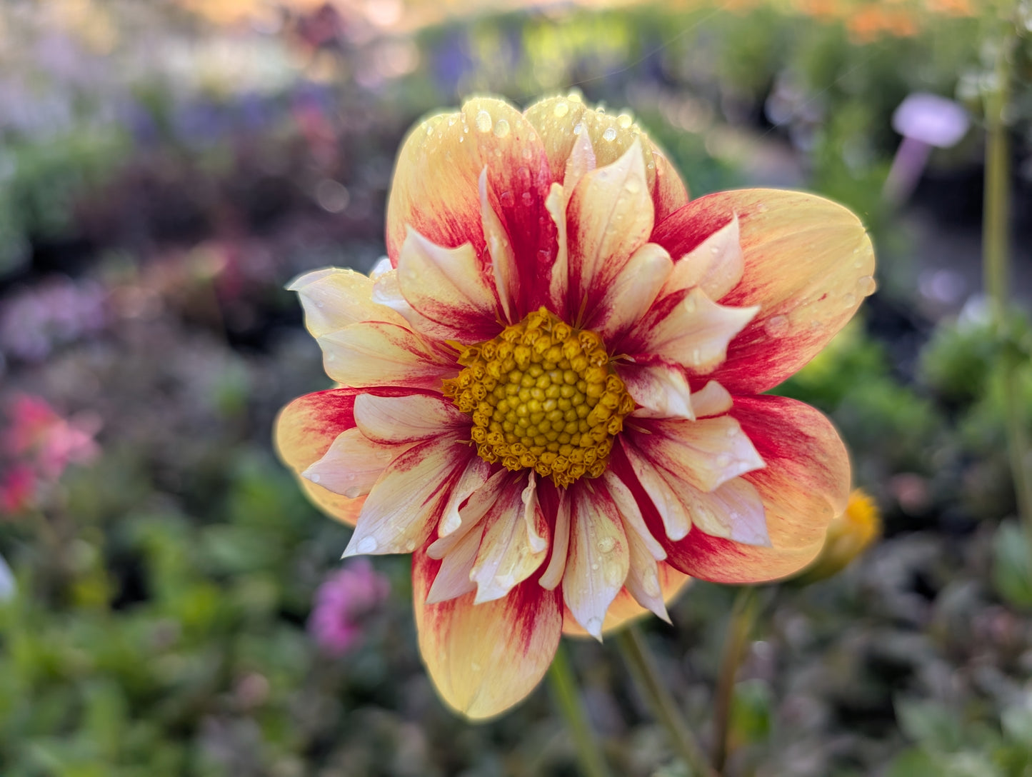 Dahlia variabilis 'Outrageous Gor Blimey' - NEW MORE COMING AUTUMN 2026