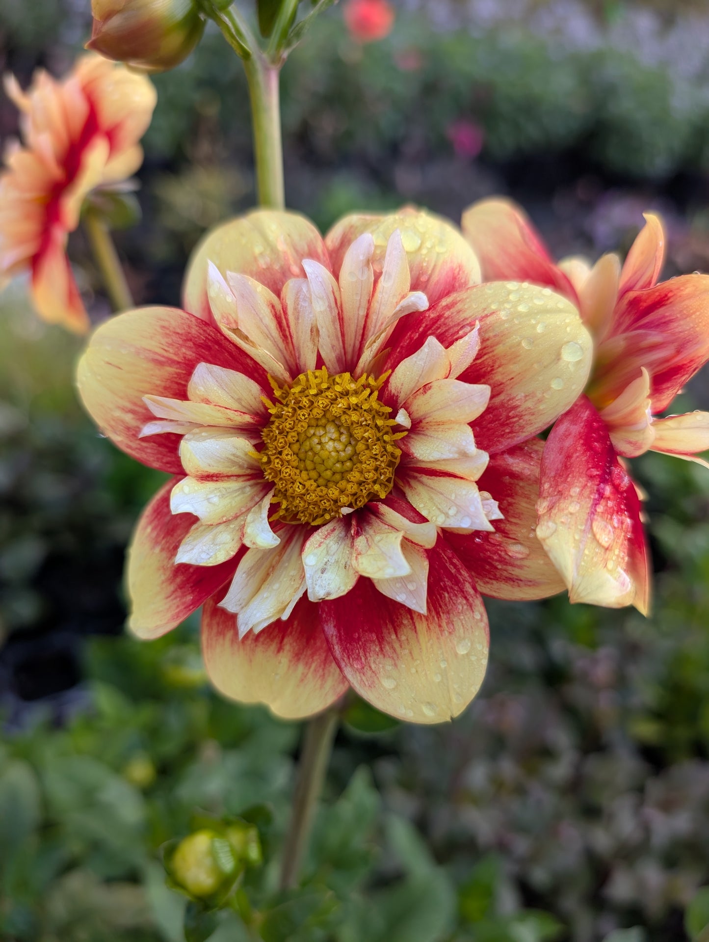 Dahlia variabilis 'Outrageous Gor Blimey' - NEW MORE COMING AUTUMN 2026