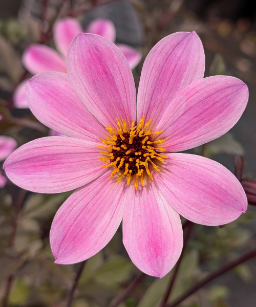 Dahlia variabilis 'Arcadian Magic'