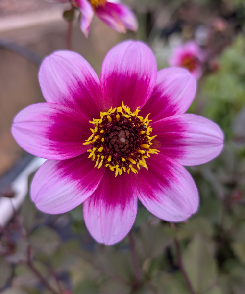 Dahlia variabilis 'Dannevirke'