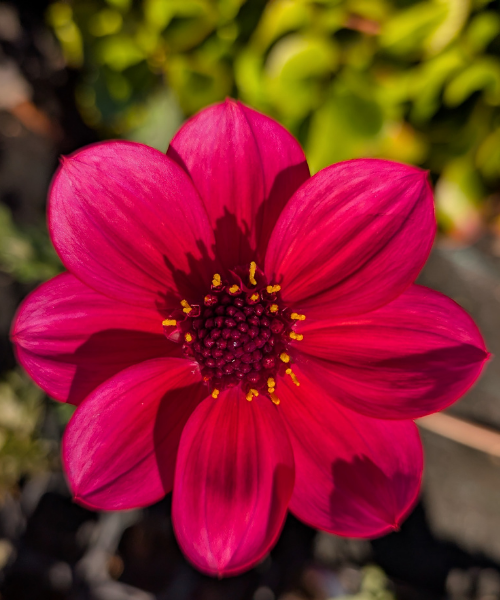 Dahlia variabilis 'Razzle Dazzle' - NEW