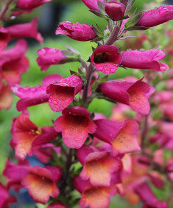 Digiplexis  x isoplexis 'Raspberry'