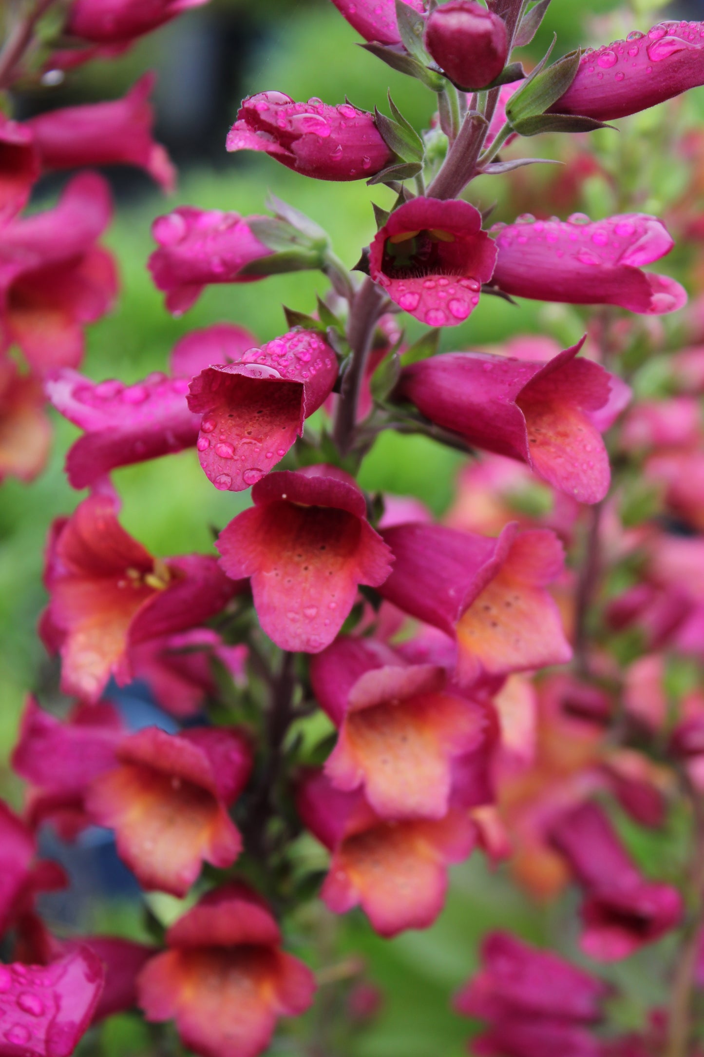 Digiplexis  x isoplexis 'Raspberry'