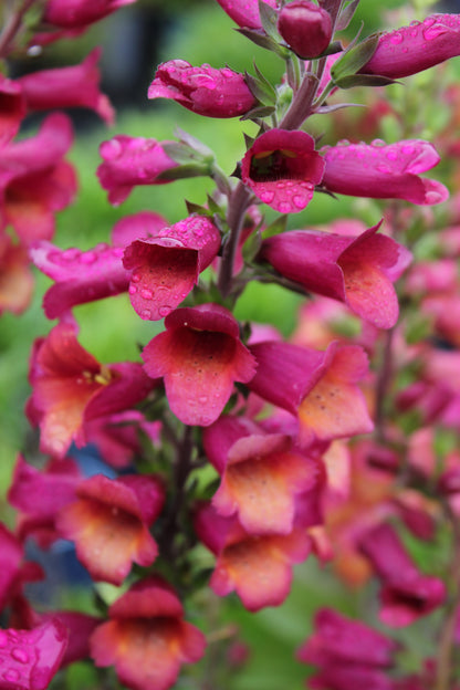 Digiplexis  x isoplexis 'Raspberry'