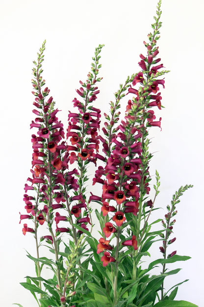 Digiplexis  x isoplexis 'Raspberry'