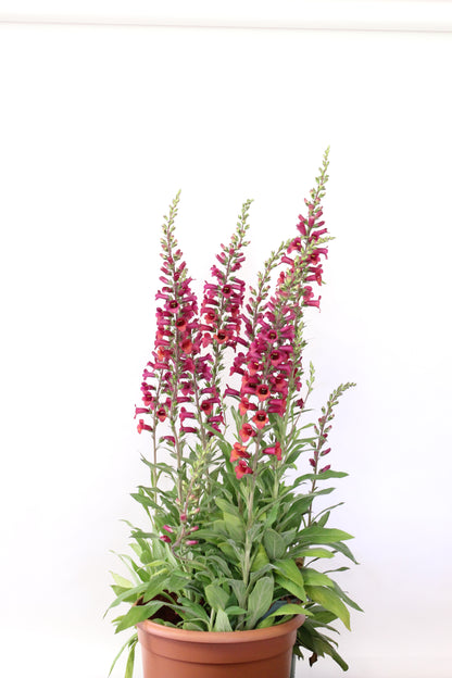 Digiplexis  x isoplexis 'Raspberry'