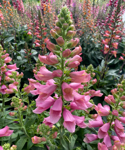 Digiplexis purpurea x isoplexis canariensis 'Flamingo'
