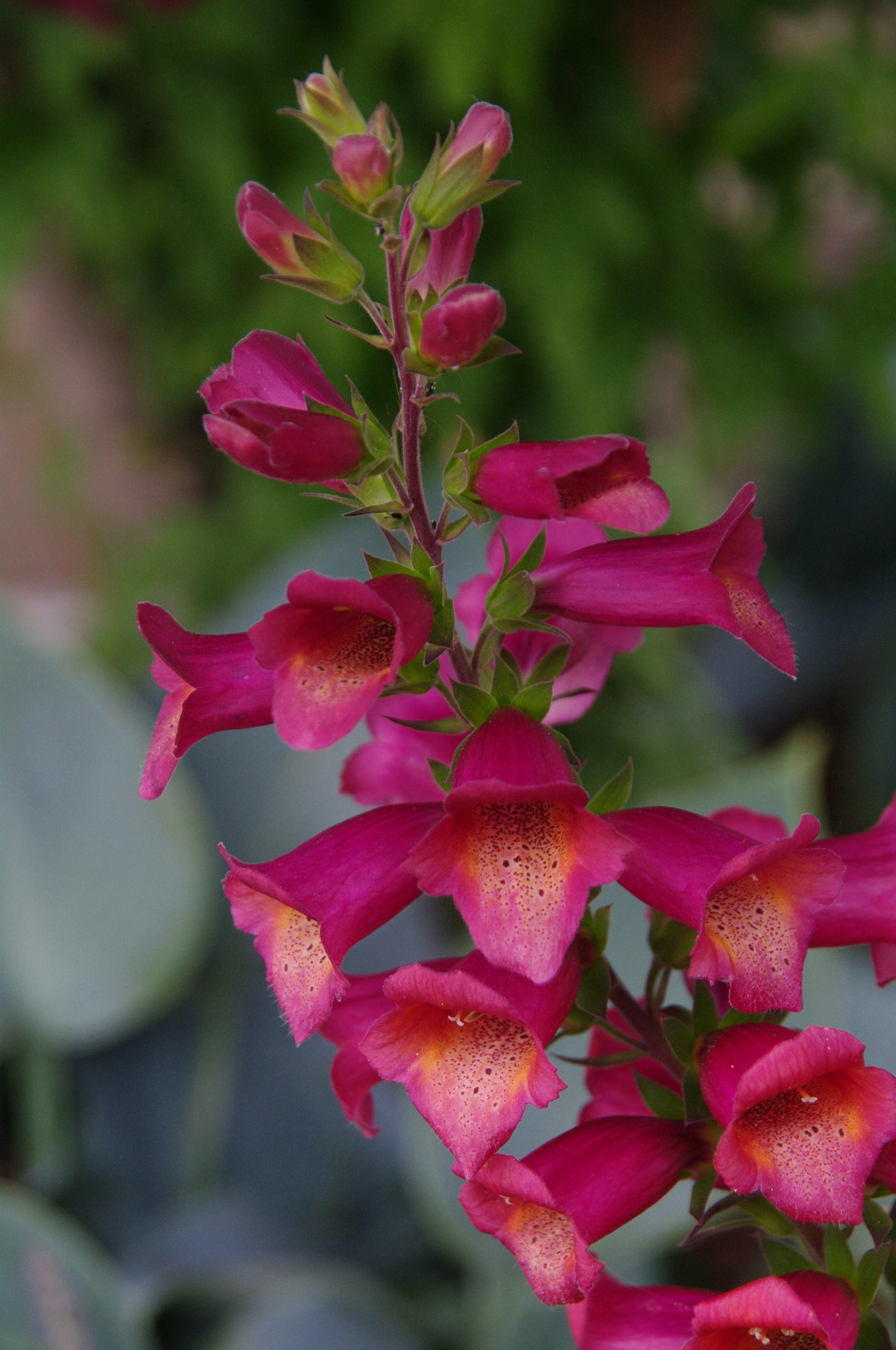 Digiplexis  x isoplexis 'Raspberry'
