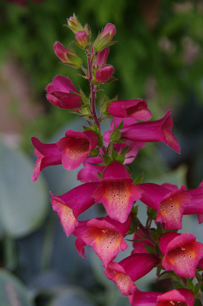 Digiplexis  x isoplexis 'Raspberry'