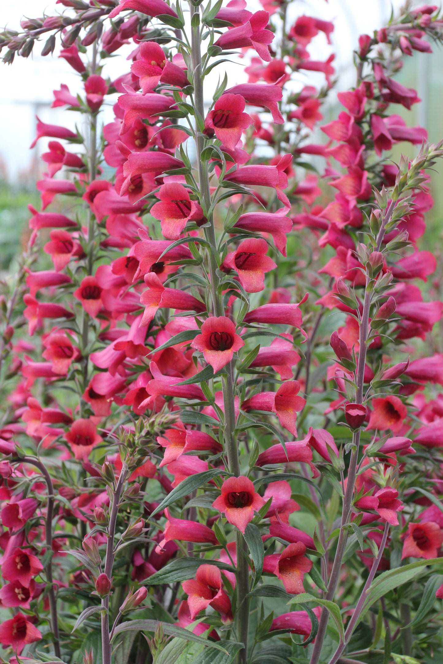 Digiplexis  x isoplexis 'Raspberry'