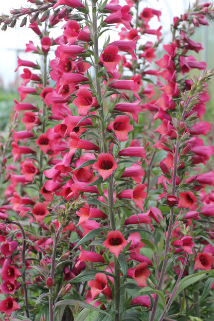 Digiplexis  x isoplexis 'Raspberry'