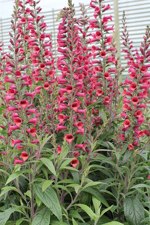 Digiplexis  x isoplexis 'Raspberry'