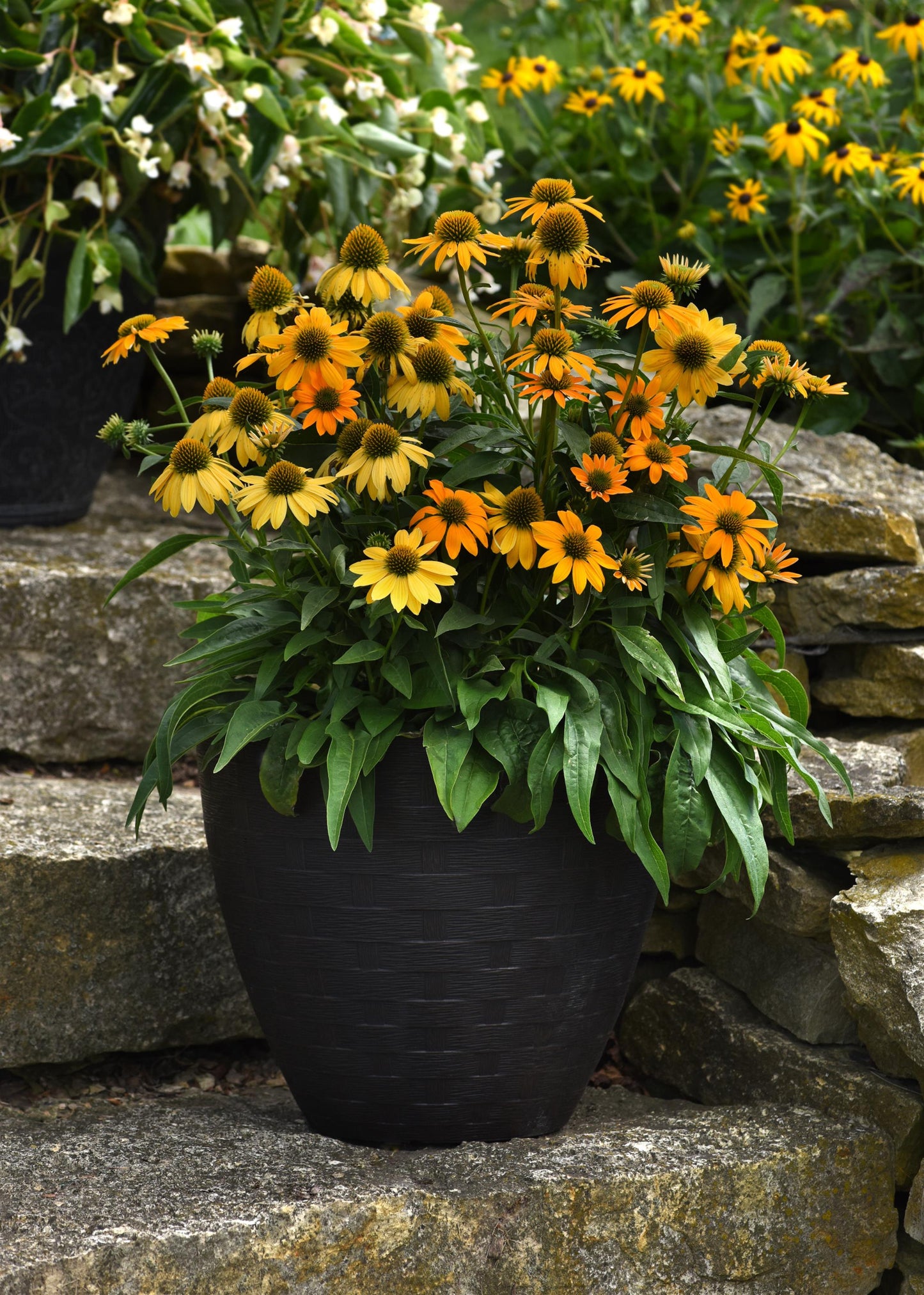 Echinacea x hybrida 'Artisan Yellow Ombre' - NEW
