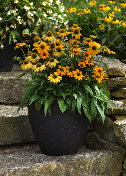 Echinacea x hybrida 'Artisan Yellow Ombre' - NEW