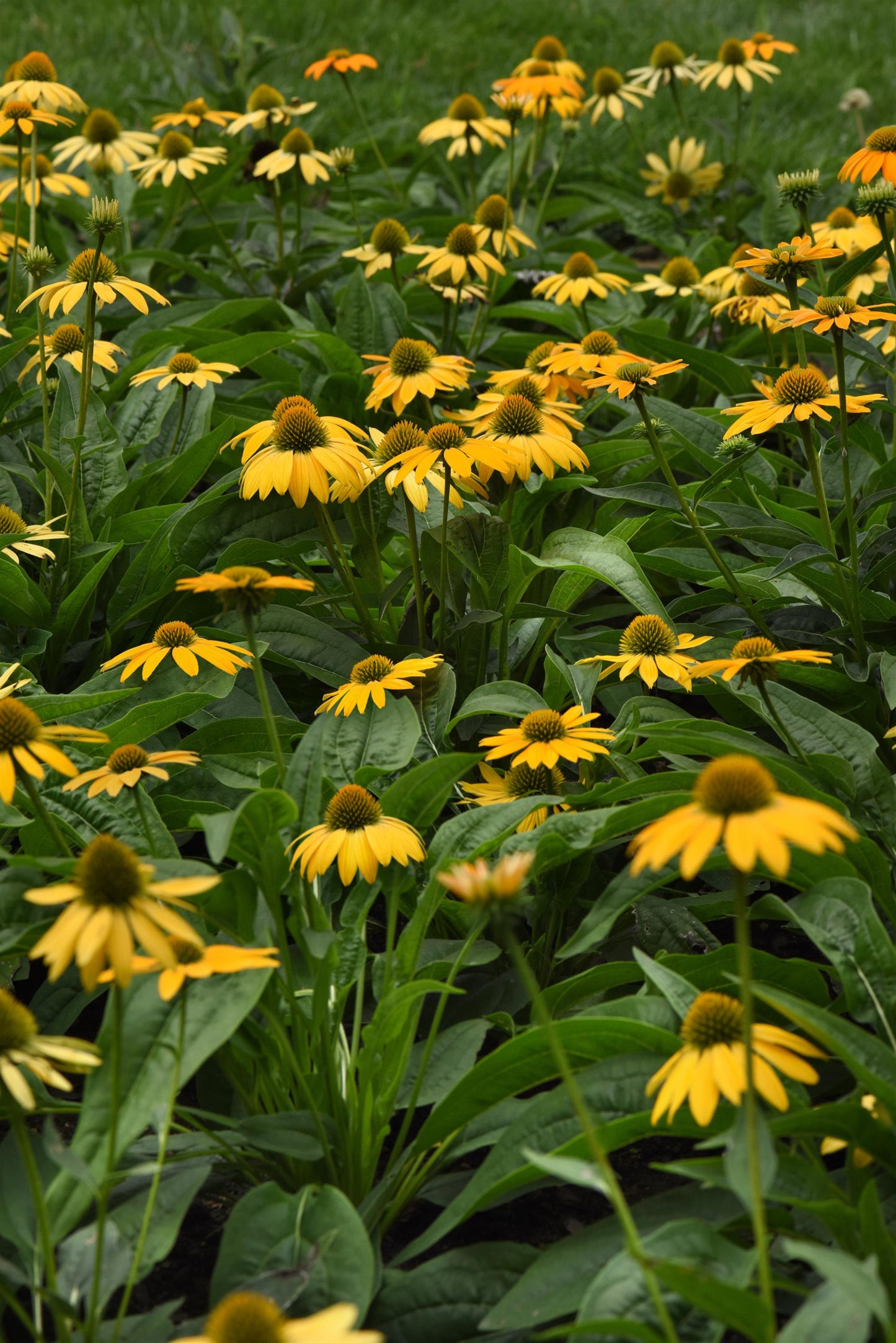 Echinacea x hybrida 'Artisan Yellow Ombre' - NEW