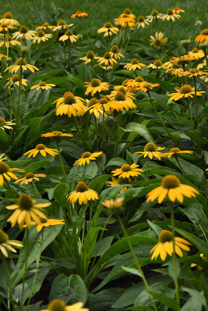 Echinacea x hybrida 'Artisan Yellow Ombre' - NEW