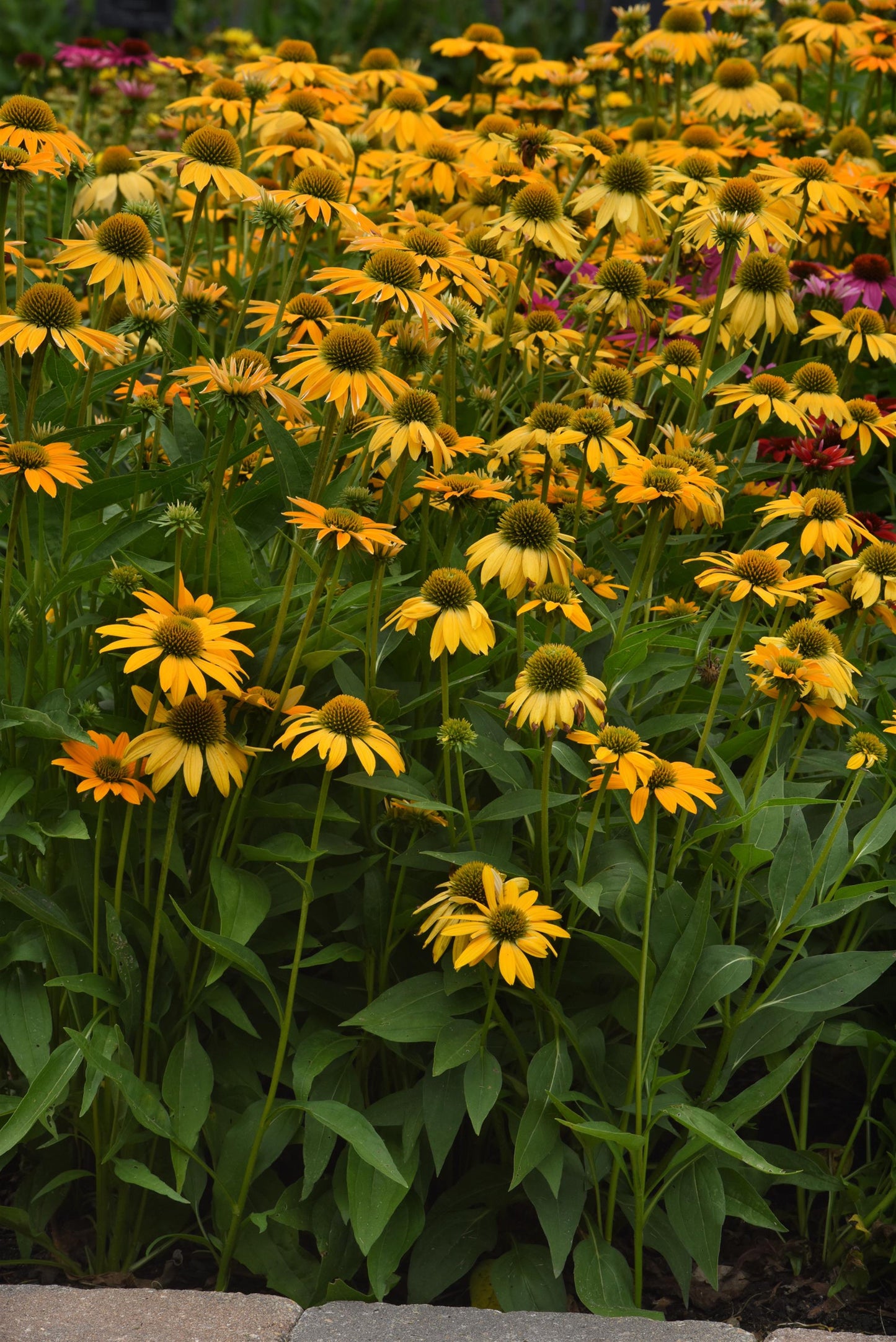 Echinacea x hybrida 'Artisan Yellow Ombre' - NEW