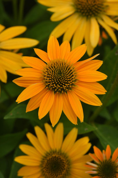 Echinacea x hybrida 'Artisan Yellow Ombre' - NEW