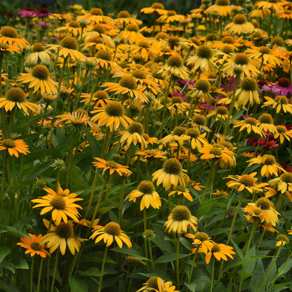 Echinacea x hybrida 'Artisan Yellow Ombre' - NEW
