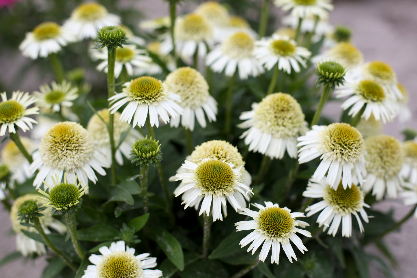 Echinacea hybrid 'Delicious Nougat' - NEW