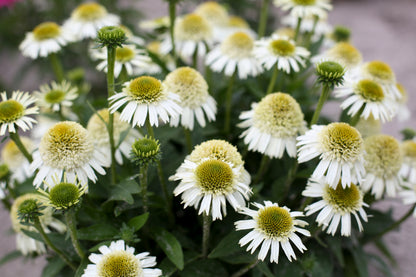 Echinacea hybrid 'Delicious Nougat' - NEW