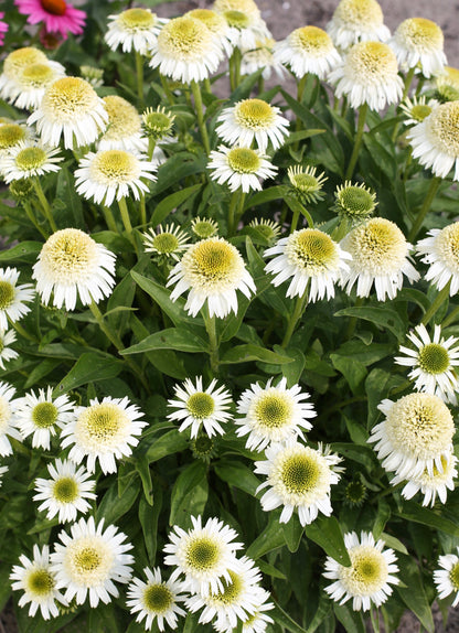 Echinacea hybrid 'Delicious Nougat' - NEW