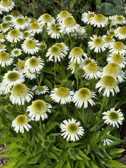Echinacea hybrid 'Delicious Nougat' - NEW