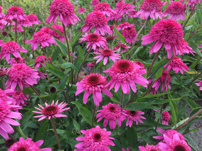 Echinacea hybrid 'Delicious Strawberry' - NEW