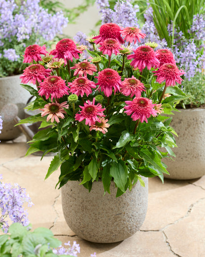 Echinacea hybrid 'Delicious Strawberry' - NEW