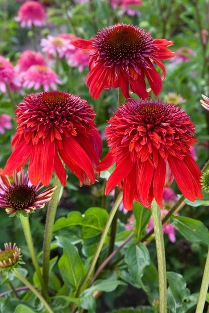 Echinacea purpurea 'Eccentric' - NEW
