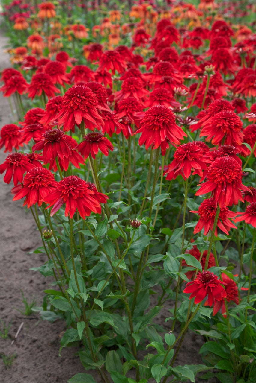 Echinacea purpurea 'Eccentric' - NEW