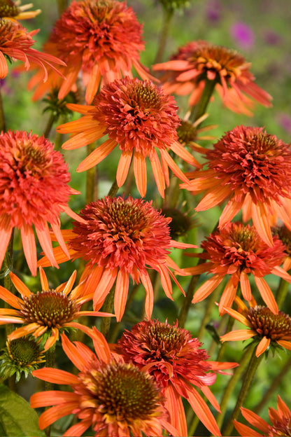 Echinacea purpurea 'Irresistible' - NEW