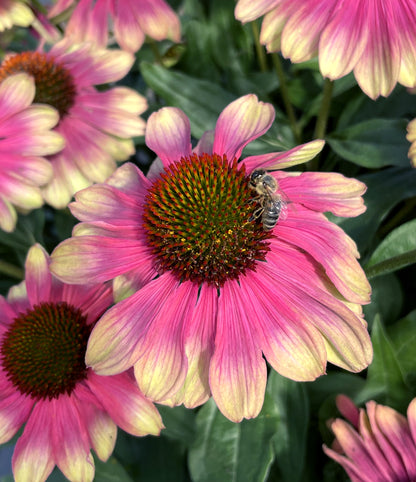 Echinacea hybrid 'Kismet Pink Lemonade' - NEW