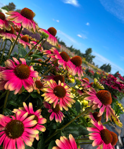 Echinacea hybrid 'Kismet Pink Lemonade' - NEW